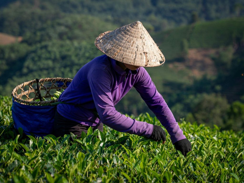 Ein Bauer erntet Teeblätter auf den üppig grünen Feldern von Phú Thọ, Vietnam.