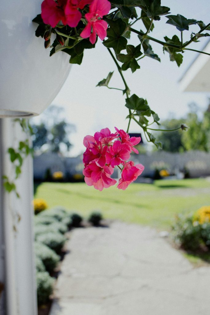 Bright pink geraniums blooming in a lush garden on a sunny day, evoking spring vitality.