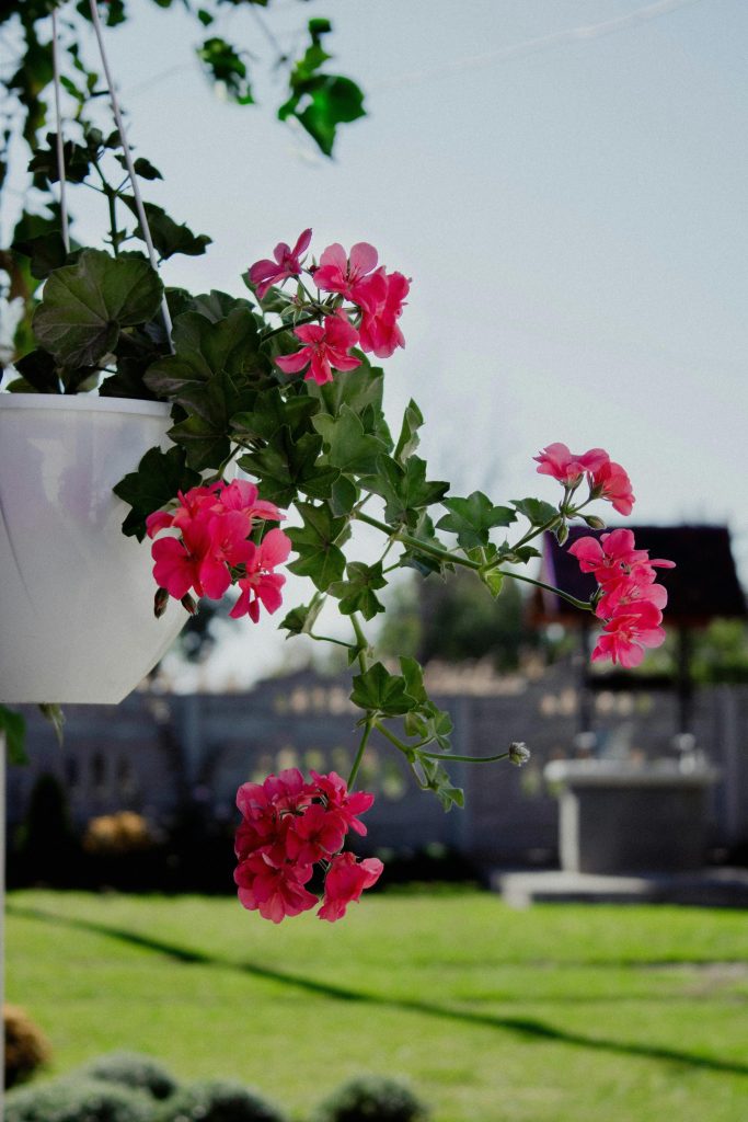 Leuchtend rosa Geranien in einem hängenden Topf vor einem sonnigen Gartenhintergrund.