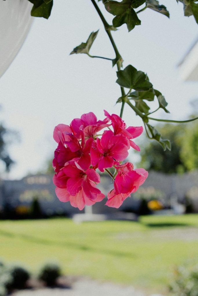 Vibrant pink geranium flower hanging over a sunlit garden.