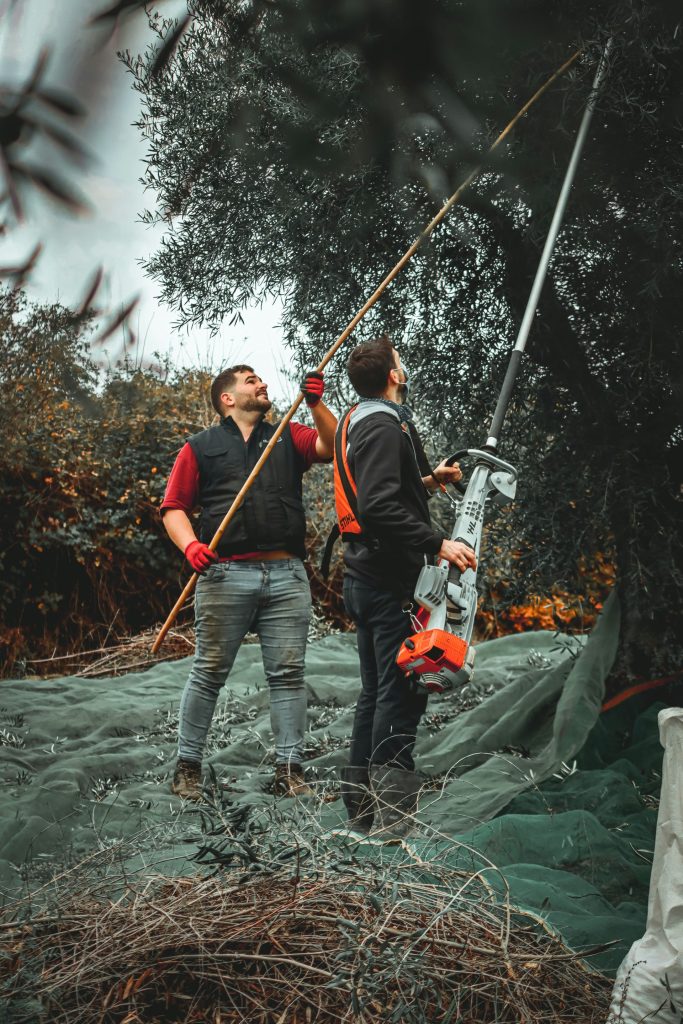 Eine Nahaufnahme einer Pflanze auf einem Feld
