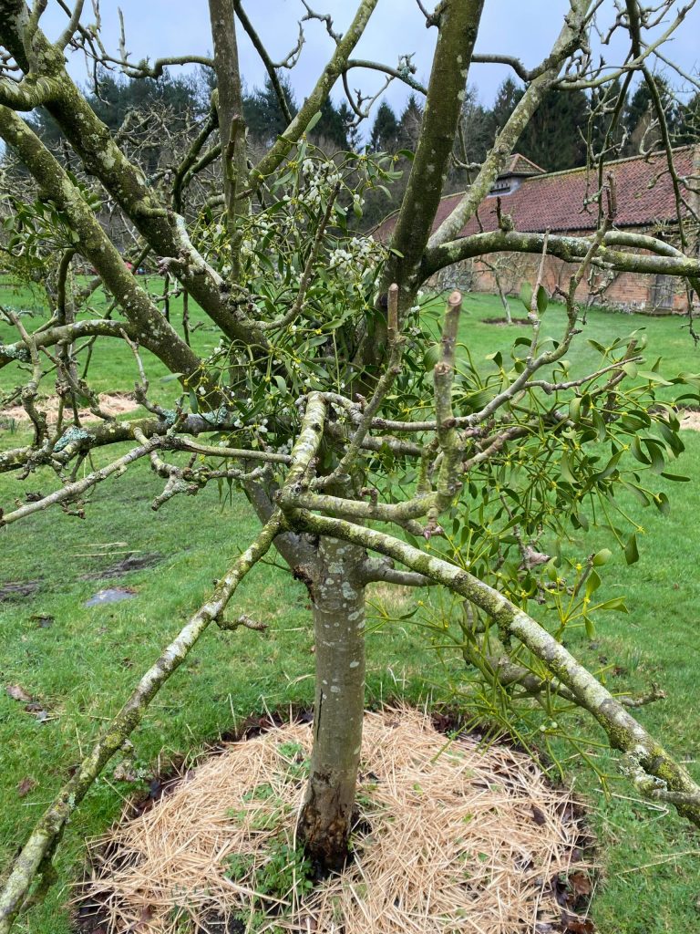 ein Baum, der mitten auf einem Feld steht