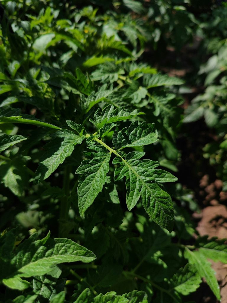 Eine Nahaufnahme einer Pflanze auf einem Feld