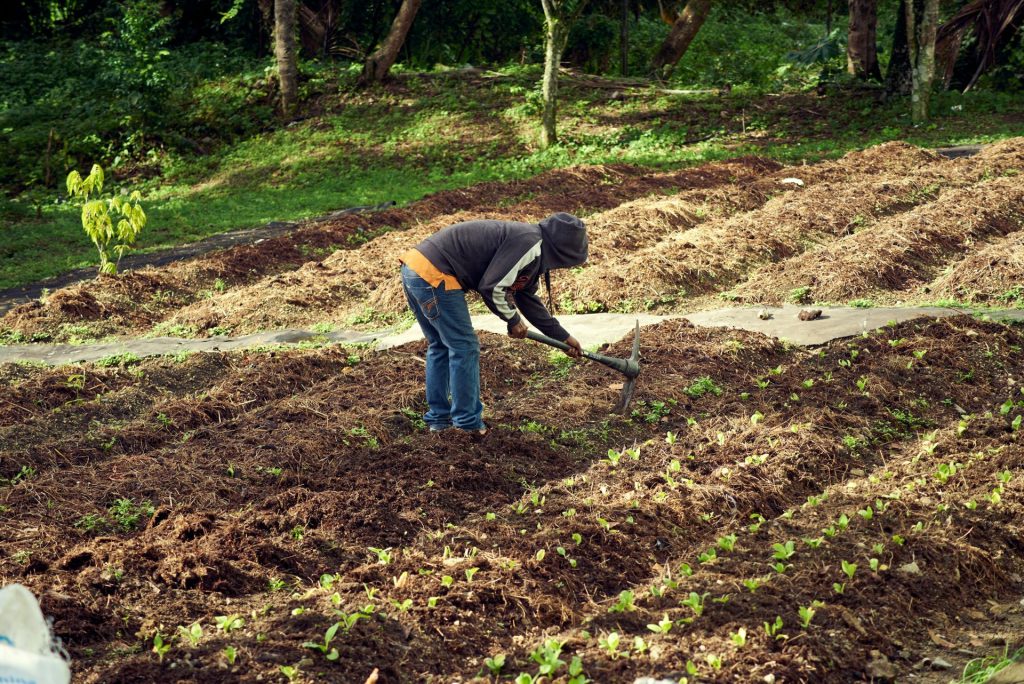 eine Person, die mit einer Schaufel auf einem Feld gräbt
