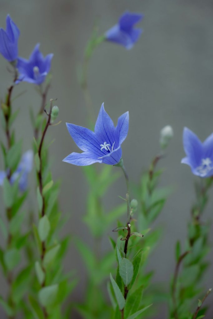 eine Gruppe blauer Blumen